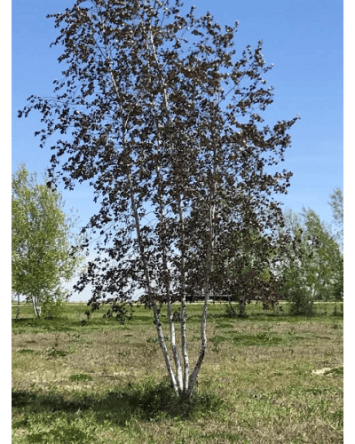 Береза повисла Роял Фрост | Betula pendula Royal Frost | Береза повислая Роял Фрост