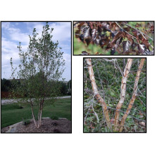 Береза повисла Роял Фрост | Betula pendula Royal Frost | Береза повислая Роял Фрост