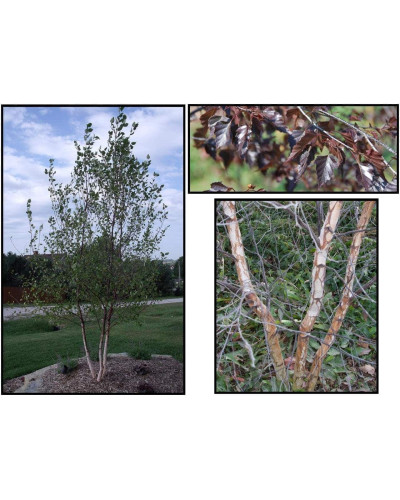 Береза повисла Роял Фрост | Betula pendula Royal Frost | Береза повислая Роял Фрост