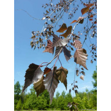 Береза повисла Роял Фрост | Betula pendula Royal Frost | Береза повислая Роял Фрост