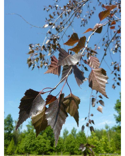 Береза повисла Роял Фрост | Betula pendula Royal Frost | Береза повислая Роял Фрост
