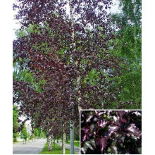Береза повисла Роял Фрост | Betula pendula Royal Frost | Береза повислая Роял Фрост