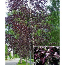 Береза повисла Роял Фрост | Betula pendula Royal Frost | Береза повислая Роял Фрост