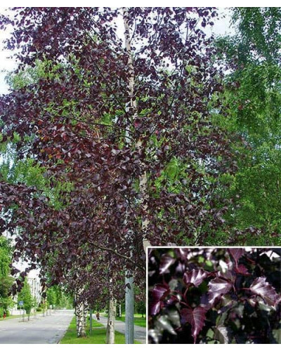 Береза повисла Роял Фрост | Betula pendula Royal Frost | Береза повислая Роял Фрост