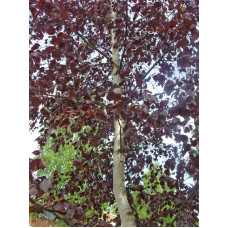 Береза повисла Роял Фрост | Betula pendula Royal Frost | Береза повислая Роял Фрост