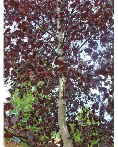 Береза повисла Роял Фрост | Betula pendula Royal Frost | Береза повислая Роял Фрост