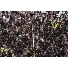 Береза повисла Роял Фрост | Betula pendula Royal Frost | Береза повислая Роял Фрост