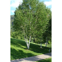 Береза корисна Жакмана | Betula utilis Jacquemontii | Береза полезная Жакмана