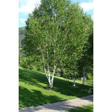 Береза корисна Жакмана | Betula utilis Jacquemontii | Береза полезная Жакмана