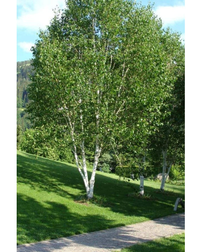 Береза корисна Жакмана | Betula utilis Jacquemontii | Береза полезная Жакмана