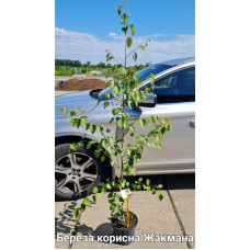 Береза корисна Жакмана | Betula utilis Jacquemontii | Береза полезная Жакмана