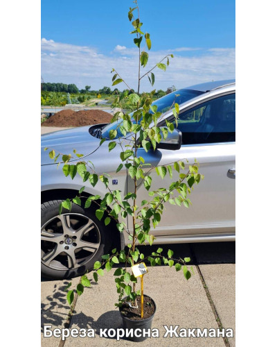 Береза корисна Жакмана | Betula utilis Jacquemontii | Береза полезная Жакмана
