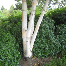 Береза корисна Жакмана | Betula utilis Jacquemontii | Береза полезная Жакмана
