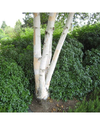 Береза корисна Жакмана | Betula utilis Jacquemontii | Береза полезная Жакмана