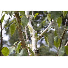 Береза корисна Жакмана | Betula utilis Jacquemontii | Береза полезная Жакмана