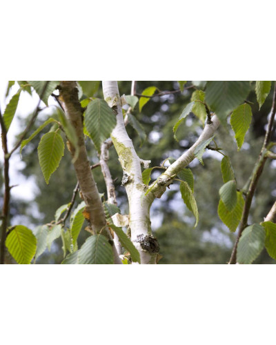 Береза корисна Жакмана | Betula utilis Jacquemontii | Береза полезная Жакмана