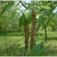 Береза корисна Жакмана | Betula utilis Jacquemontii | Береза полезная Жакмана