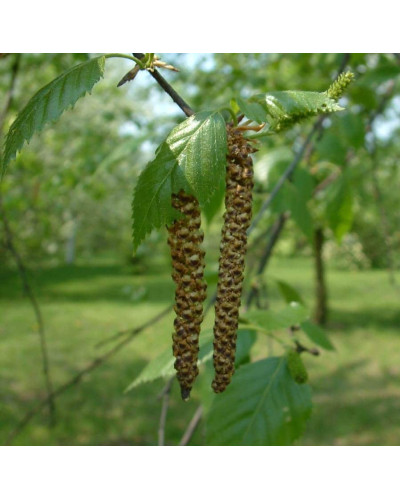 Береза корисна Жакмана | Betula utilis Jacquemontii | Береза полезная Жакмана