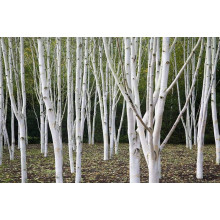 Береза корисна Жакмана | Betula utilis Jacquemontii | Береза полезная Жакмана