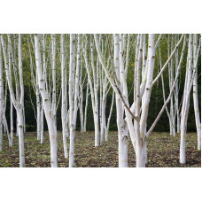 Береза корисна Жакмана | Betula utilis Jacquemontii | Береза полезная Жакмана