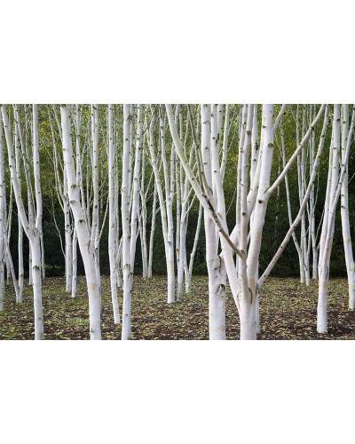 Береза корисна Жакмана | Betula utilis Jacquemontii | Береза полезная Жакмана