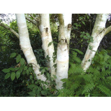 Береза корисна Жакмана | Betula utilis Jacquemontii | Береза полезная Жакмана