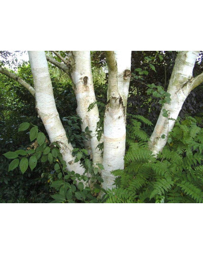 Береза корисна Жакмана | Betula utilis Jacquemontii | Береза полезная Жакмана