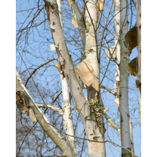 Береза корисна Жакмана | Betula utilis Jacquemontii | Береза полезная Жакмана