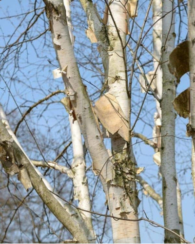Береза корисна Жакмана | Betula utilis Jacquemontii | Береза полезная Жакмана