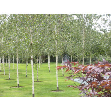 Береза корисна Жакмана | Betula utilis Jacquemontii | Береза полезная Жакмана