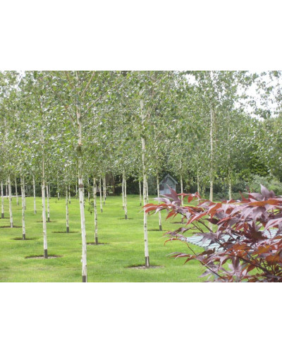 Береза корисна Жакмана | Betula utilis Jacquemontii | Береза полезная Жакмана