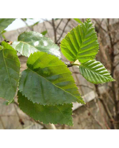 Береза корисна Жакмана | Betula utilis Jacquemontii | Береза полезная Жакмана