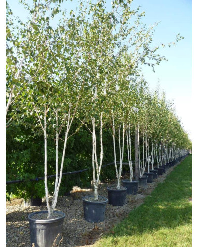 Береза корисна Жакмана | Betula utilis Jacquemontii | Береза полезная Жакмана