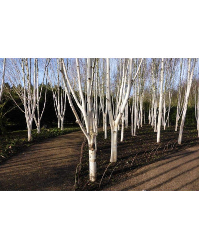Береза корисна Жакмана | Betula utilis Jacquemontii | Береза полезная Жакмана