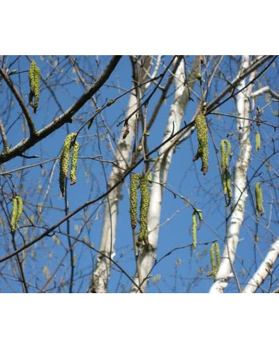 Береза корисна Жакмана | Betula utilis Jacquemontii | Береза полезная Жакмана
