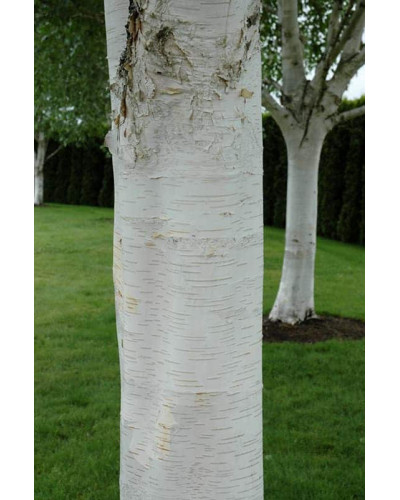 Береза корисна Жакмана | Betula utilis Jacquemontii | Береза полезная Жакмана