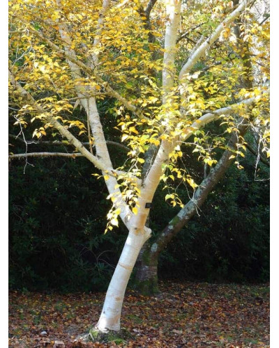 Береза корисна Жакмана | Betula utilis Jacquemontii | Береза полезная Жакмана
