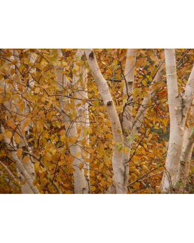 Береза корисна Жакмана | Betula utilis Jacquemontii | Береза полезная Жакмана