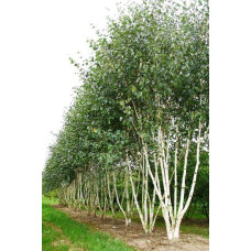 Береза корисна Доренбос | Берёза полезная Доренбос | Betula utilis Doorenbos