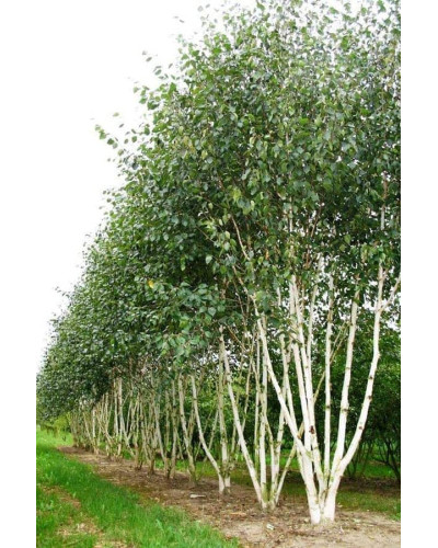 Береза корисна Доренбос | Берёза полезная Доренбос | Betula utilis Doorenbos