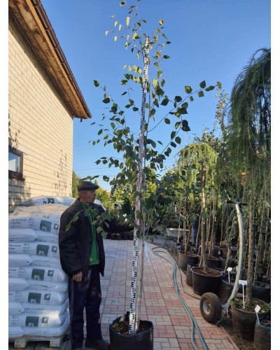 Береза корисна Доренбос | Берёза полезная Доренбос | Betula utilis Doorenbos