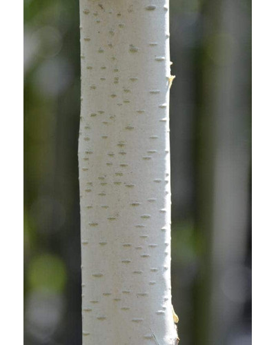 Береза корисна Доренбос | Берёза полезная Доренбос | Betula utilis Doorenbos