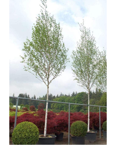 Береза корисна Доренбос | Берёза полезная Доренбос | Betula utilis Doorenbos