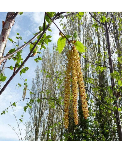 Береза корисна Доренбос | Берёза полезная Доренбос | Betula utilis Doorenbos
