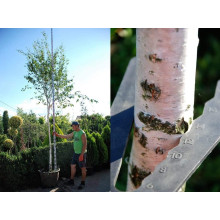 Береза корисна Доренбос | Берёза полезная Доренбос | Betula utilis Doorenbos