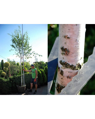 Береза корисна Доренбос | Берёза полезная Доренбос | Betula utilis Doorenbos