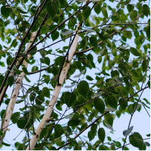 Береза корисна Доренбос | Берёза полезная Доренбос | Betula utilis Doorenbos