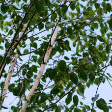 Береза корисна Доренбос | Берёза полезная Доренбос | Betula utilis Doorenbos