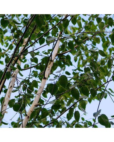 Береза корисна Доренбос | Берёза полезная Доренбос | Betula utilis Doorenbos