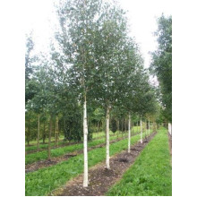Береза корисна Доренбос | Берёза полезная Доренбос | Betula utilis Doorenbos